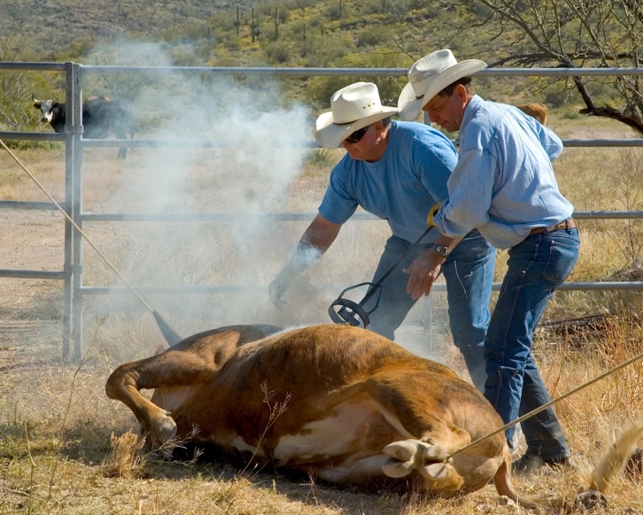 Arizona commercial editorial photography cowboy branding cattle