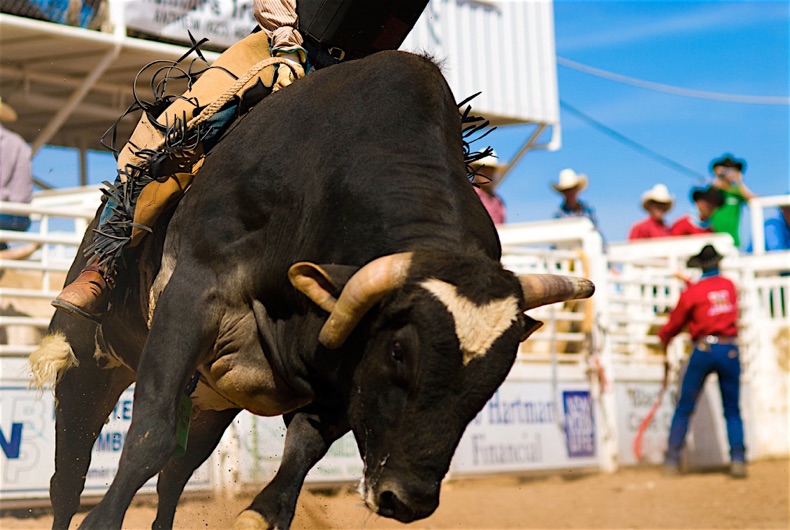 american rodeo cowboy on bull